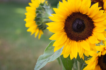 sunflowers in the field