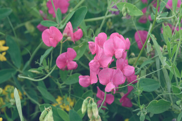 Pink flowers of the Lotus corniculatus plant. Fodder legume grass for animal feed. Plants of Ukraine.