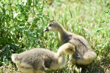 Two small geese eating  grass ,rural wildlife photo