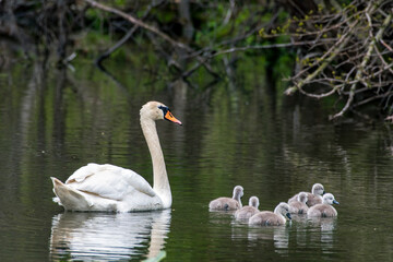 Mother Swan and Cygnet (baby Swan).