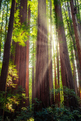 Sunbeams in the Redwood Forest, Humboldt Redwoods State Park, California