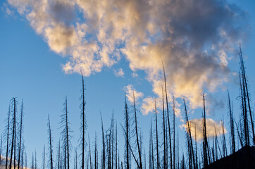 Charred Trees against an Evening Sky