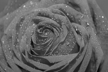 Black and white rosebud