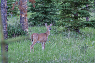 A Young White-tailed Deer in the Woods