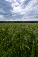 
field yellow green wheat plant