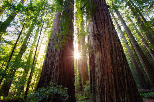 Sunset Views in the Redwood Forest, Humboldt Redwoods State Park, California © Stephen