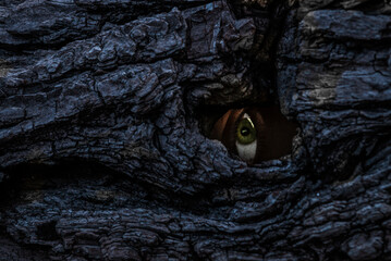 Green eye staring through the hole in the tree