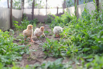 Three yellow baby chicks walk at eye level, peck at grass. Two weeks old chickens, front view. Selective focus.