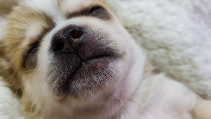 a tiny funny white chihuahua puppy is sleeping.