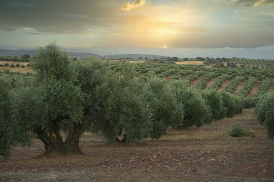 olive fild in Andalucia, Spain. Olive trees landscape
