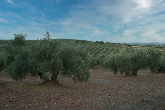 olive fild in Andalucia, Spain. Olive trees landscape