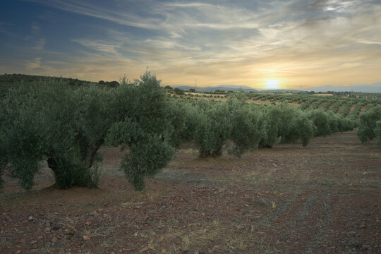olive fild in Andalucia, Spain. Olive trees landscape