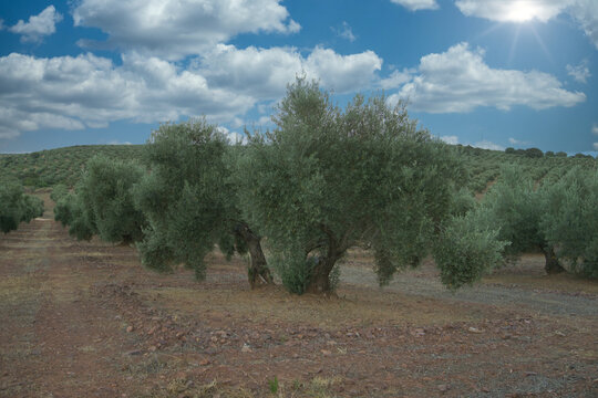 olive fild in Andalucia, Spain. Olive trees landscape
