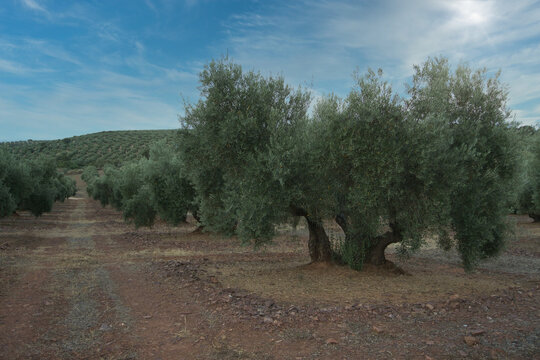 olive fild in Andalucia, Spain. Olive trees landscape