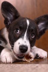 A beautiful little funny dog with a bone, a breed of corgi cardigan