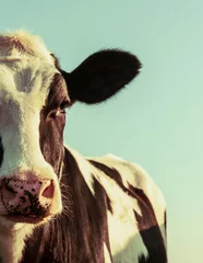 Deurstickers Holstein cow portrait © Willy Mobilo