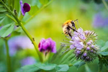 Carder bee on phacelia flower