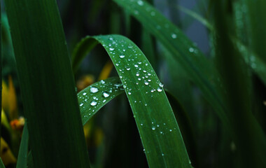 small snail sitting on the grass covered with dew drops 