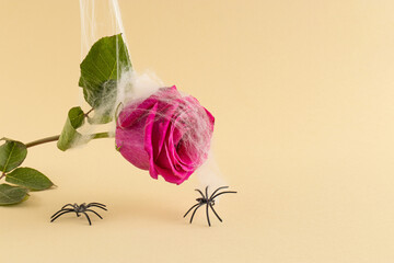 Pink flower with spider web and spiders against without base. Creative Halloween nature concept.