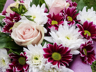 Obraz na płótnie Canvas pale pink white and burgundy flowers in 1 bouquet. chrysanthemums, roses and daisies together