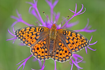 Mittlerer Perlmutterfalter