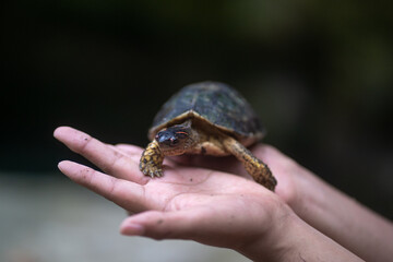 hands holding a turtle