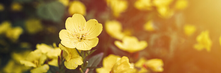 oenothera biennis or donkey or evening primrose yellow flower bush in full bloom on a background of green leaves and grass in the floral garden on a summer day. banner. flare - obrazy, fototapety, plakaty