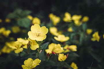 oenothera biennis or donkey or evening primrose yellow flower bush in full bloom on a background of green leaves and grass in the floral garden on a summer day - obrazy, fototapety, plakaty