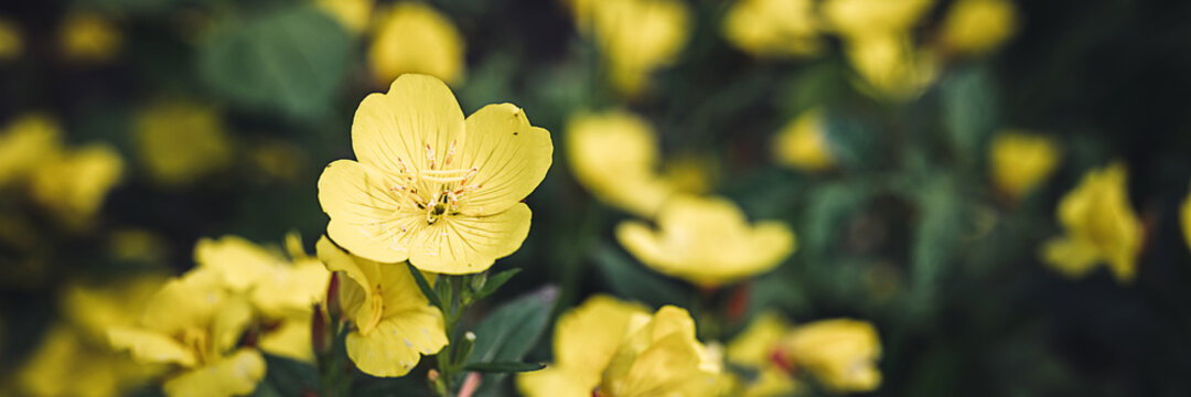 oenothera biennis or donkey or evening primrose yellow flower bush in full bloom on a background of green leaves and grass in the floral garden on a summer day. banner