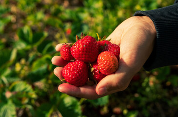 handful of strawberries