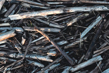 Thicker and thinner, gray tree pots. The bark has become detached from the tree pots