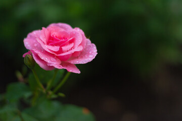pink rose
