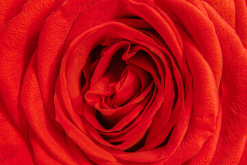 Close up of a textured red leather rose