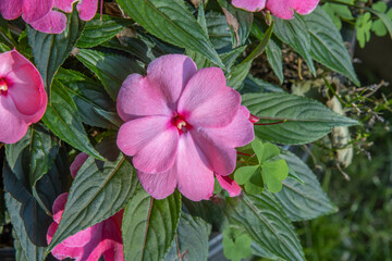 Close up of purple pink impatiens flowers growing in a garden, daytime