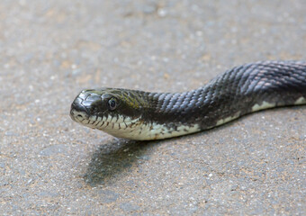  Closeup Side View of an Eastern (Black) Rat Snake