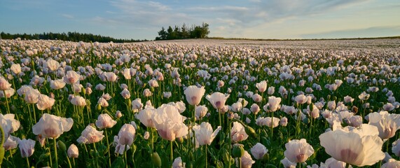 Wihite poppy field under sunset light
