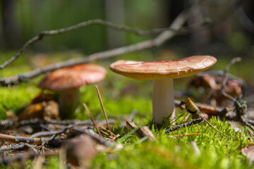 Mushrooms. Russula in the forest