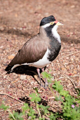 the banded lapwing is brown, white and black bird with a red lore wattle
