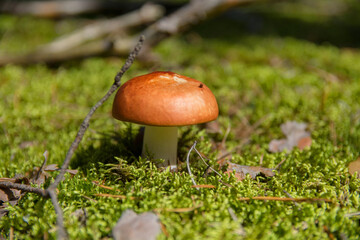 Mushrooms. Russula in the forest