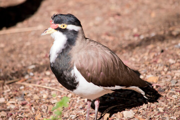 the banded lapwing is brown, white and black bird with a red lore wattle
