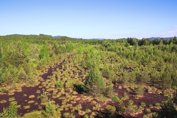 A view to the large moss area with small trees near Volary, Czech republic