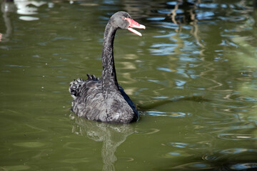 the black swan is swimming in the lake
