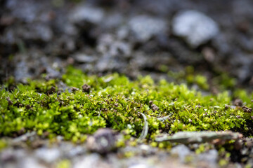 moss on the stone