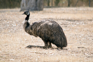 this is a side view of an emu