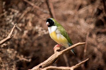 this is a male gouldian finch