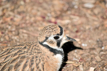 this is a close up of an inland dotterel