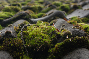 wet moss on a roof