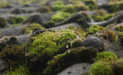wet moss on a roof