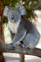 the koala is climbing on a tree branch