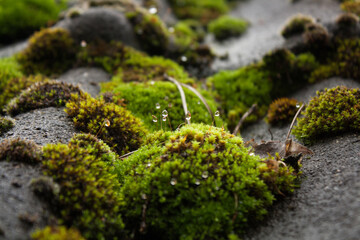 wet moss on a roof